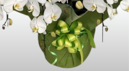 メッセージカード